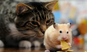 Причины, по которым домашние кошки едят мышей