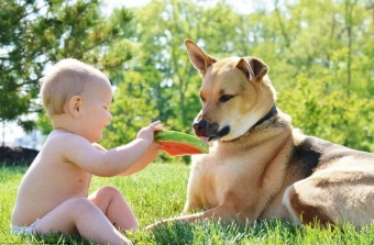 Полезные советы при знакомстве с детьми и собаками
