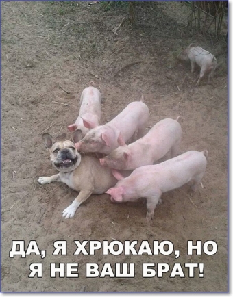 Ржачные картинки до слёз!!