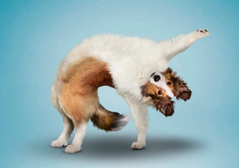 Животные и звери в смешных ситуациях