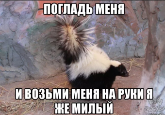 Демотиваторы про скунса