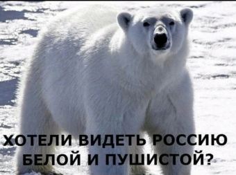 Демотиваторы про белого медведя