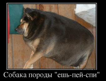 Демотиваторы про ржачных собак