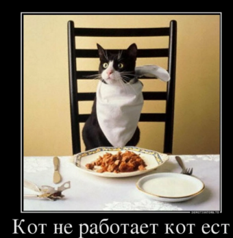 Демотиваторы про прикольных котиков