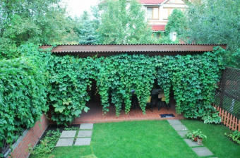 Озеленение виноградом