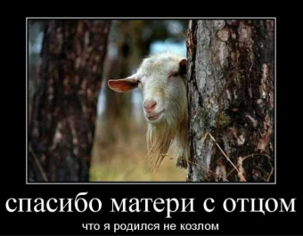 Демотиваторы про кози-мози