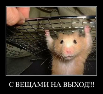 Демотиваторы про хомяков