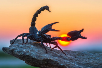 Правда ли, что скорпионы коварны?