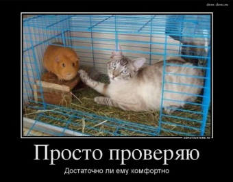 Демотиваторы про хомяков