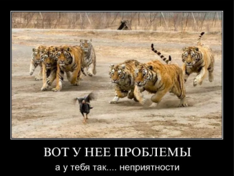 Демотиваторы про тигрулю