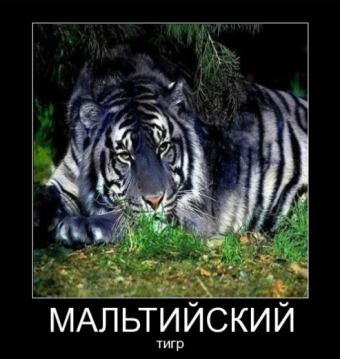 Демотиваторы про тигрулю