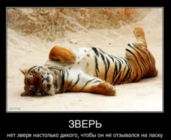 Демотиваторы про тигрулю