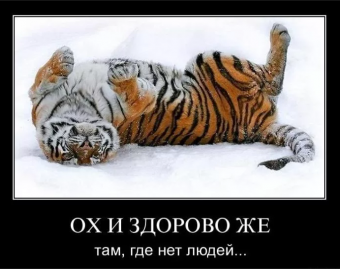 Демотиваторы про тигрулю