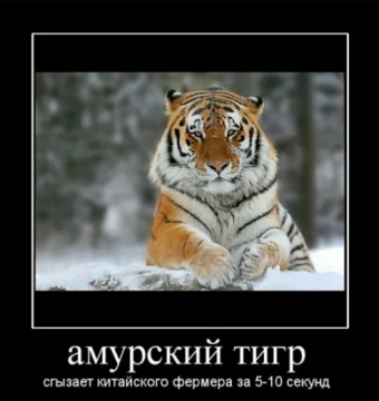 Демотиваторы про тигрулю