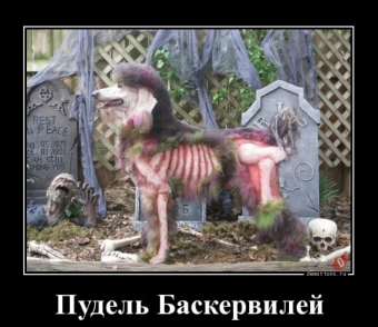 Демотиваторы про пуделя