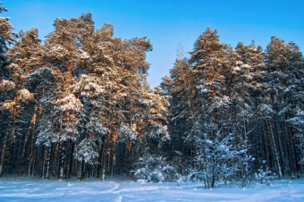 Зимняя пора в лесном бору