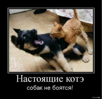 Демотиваторы Кошки: Они управляют нами!