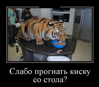 Демотиваторы про тигрулю