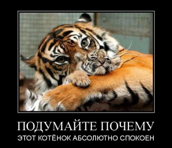 Демотиваторы про тигрулю