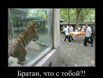 Демотиваторы про тигрулю