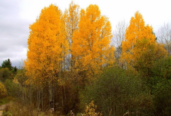 Осиновая роща