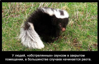 Демотиваторы про скунса