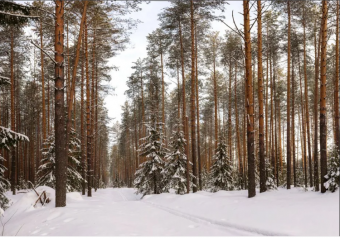 Зимняя пора в лесном бору