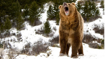 Медведь во время зимней спячки