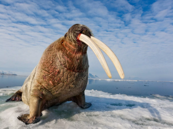 Красавчик морж