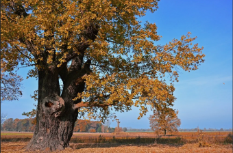 Публикация о дубе