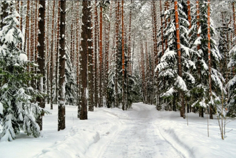 Зимняя пора в лесном бору