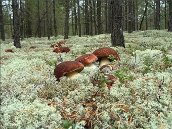 Грибные места