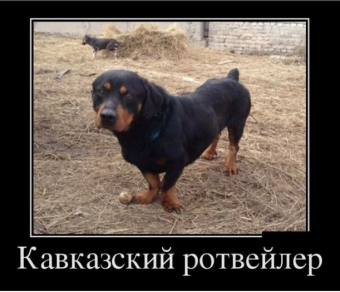 Демотиваторы про Ротвейлера