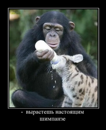 Общество обезьян