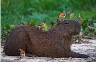 Самое мирное животное в природе