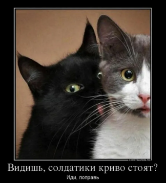 Демотиваторы про прикольных котиков