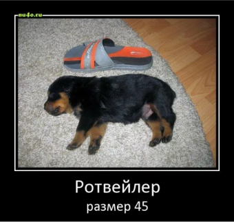 Демотиваторы про Ротвейлера