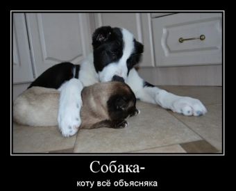 Демотиваторы про ржачных собак