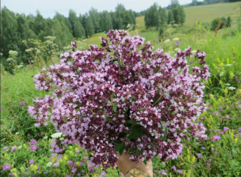 Душица обыкновенная