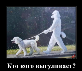 Демотиваторы про пуделя