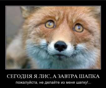 Демотиватор про лисьи проделки