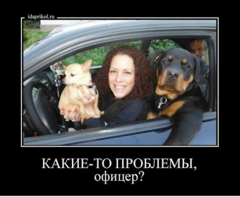 Демотиваторы про Ротвейлера