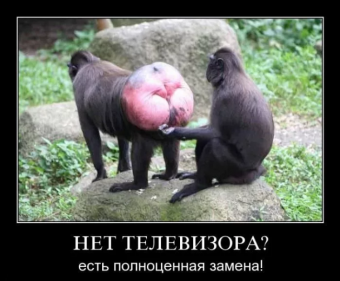 Демотиватор - пошлые животные