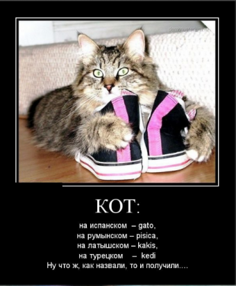 Демотиваторы про прикольных котиков