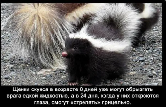Демотиваторы про скунса