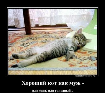 Демотиваторы про прикольных котиков