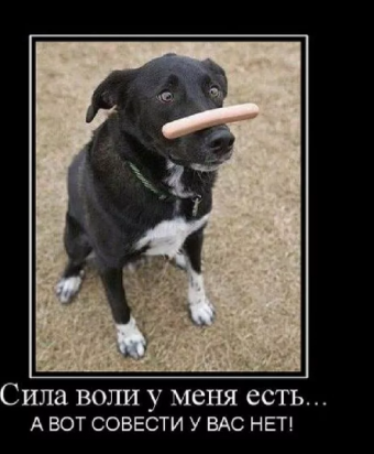 Демотиваторы про ржачных собак