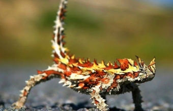Самые уникальные животные земного шара