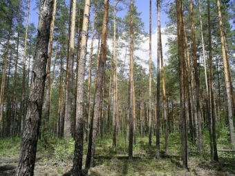 Красоты славянских лесов