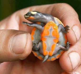 Самые необычные черепахи